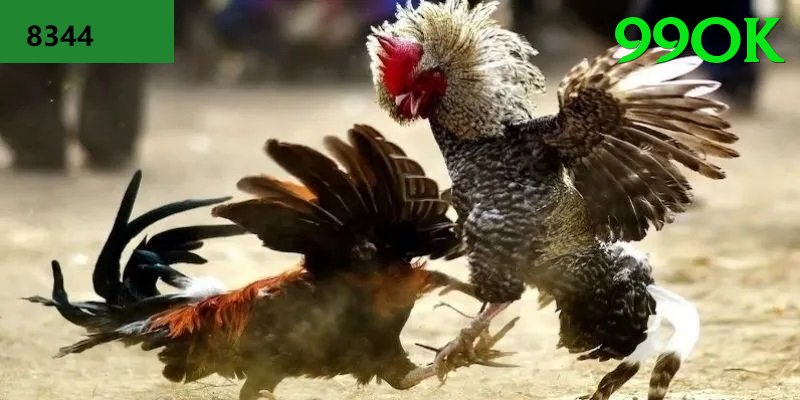 Đá Gà Trực Tiếp - Ưu đãi đặc biệt - Link tải